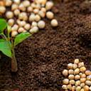 Semi biologici e terriccio